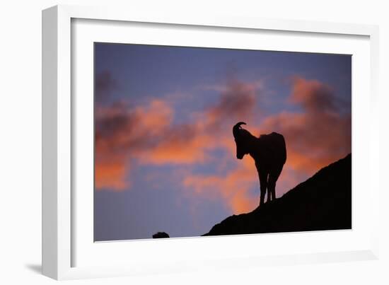 Dall's Sheep at Polychrome Pass-Paul Souders-Framed Photographic Print