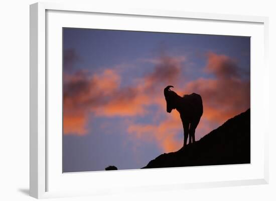 Dall's Sheep at Polychrome Pass-Paul Souders-Framed Photographic Print