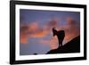 Dall's Sheep at Polychrome Pass-Paul Souders-Framed Photographic Print