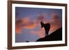 Dall's Sheep at Polychrome Pass-Paul Souders-Framed Photographic Print