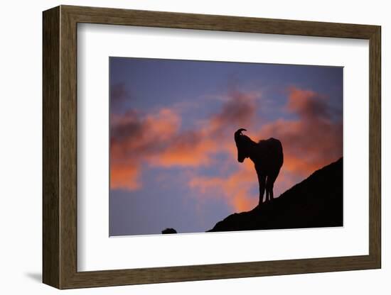 Dall's Sheep at Polychrome Pass-Paul Souders-Framed Photographic Print