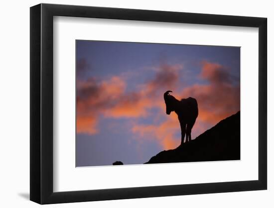 Dall's Sheep at Polychrome Pass-Paul Souders-Framed Photographic Print