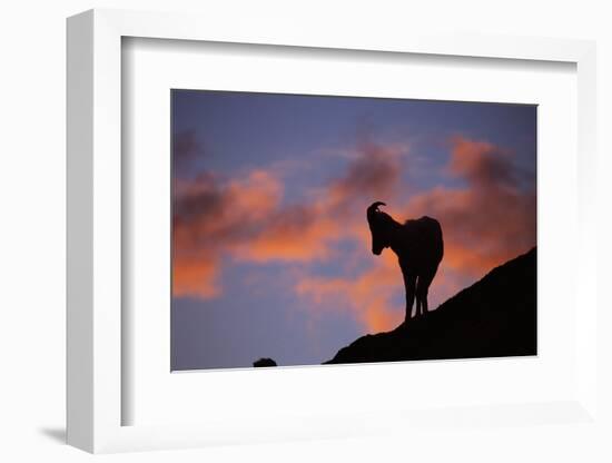 Dall's Sheep at Polychrome Pass-Paul Souders-Framed Photographic Print