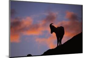 Dall's Sheep at Polychrome Pass-Paul Souders-Mounted Photographic Print