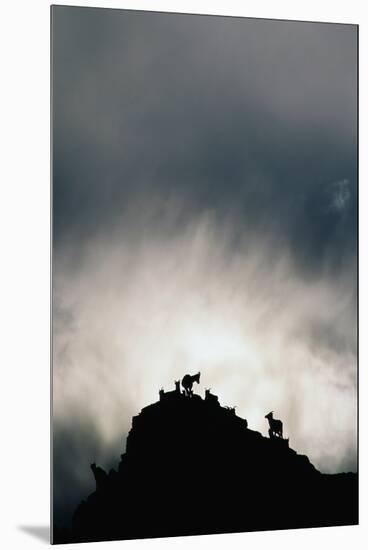 Dall's Sheep on Cliff at Sunset-Paul Souders-Mounted Premium Photographic Print