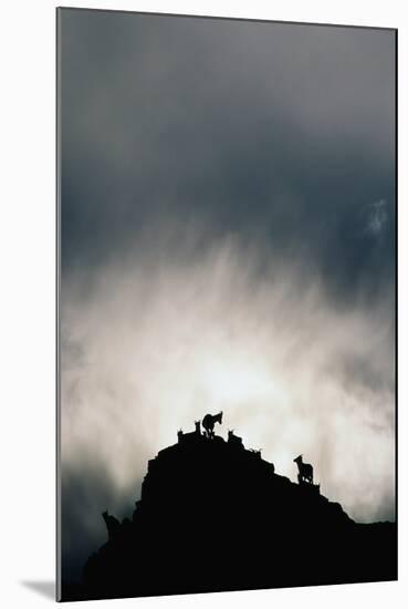 Dall's Sheep on Cliff at Sunset-Paul Souders-Mounted Photographic Print