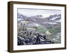 Dall Sheep at Denali-Jeff Tift-Framed Premium Giclee Print