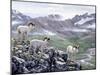 Dall Sheep at Denali-Jeff Tift-Mounted Premium Giclee Print