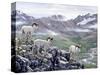 Dall Sheep at Denali-Jeff Tift-Stretched Canvas
