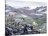 Dall Sheep at Denali-Jeff Tift-Stretched Canvas