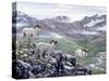 Dall Sheep at Denali-Jeff Tift-Stretched Canvas