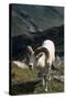 Dall Sheep, Dall Ram, Wildlife, Denali National Park, Alaska, USA-Gerry Reynolds-Stretched Canvas