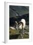 Dall Sheep, Dall Ram, Wildlife, Denali National Park, Alaska, USA-Gerry Reynolds-Framed Photographic Print