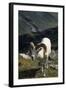 Dall Sheep, Dall Ram, Wildlife, Denali National Park, Alaska, USA-Gerry Reynolds-Framed Photographic Print