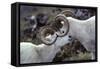 Dall Sheep, Dall Ram, Wildlife, Denali National Park, Alaska, USA-Gerry Reynolds-Framed Stretched Canvas