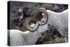 Dall Sheep, Dall Ram, Wildlife, Denali National Park, Alaska, USA-Gerry Reynolds-Stretched Canvas