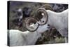 Dall Sheep, Dall Ram, Wildlife, Denali National Park, Alaska, USA-Gerry Reynolds-Stretched Canvas