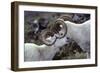Dall Sheep, Dall Ram, Wildlife, Denali National Park, Alaska, USA-Gerry Reynolds-Framed Photographic Print