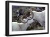 Dall Sheep, Dall Ram, Wildlife, Denali National Park, Alaska, USA-Gerry Reynolds-Framed Photographic Print