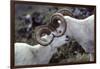 Dall Sheep, Dall Ram, Wildlife, Denali National Park, Alaska, USA-Gerry Reynolds-Framed Photographic Print