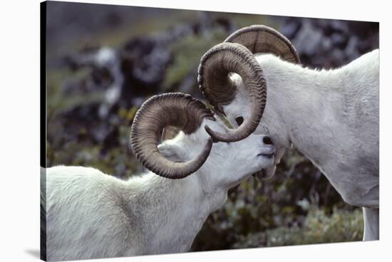 Dall Sheep, Dall Ram, Wildlife, Denali National Park, Alaska, USA-Gerry Reynolds-Stretched Canvas