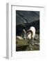 Dall Sheep, Dall Ram, Wildlife, Denali National Park, Alaska, USA-Gerry Reynolds-Framed Photographic Print