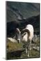 Dall Sheep, Dall Ram, Wildlife, Denali National Park, Alaska, USA-Gerry Reynolds-Mounted Photographic Print