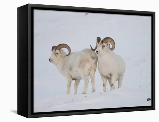 Dall Sheep Rams, Arctic National Wildlife Refuge, Alaska, USA-Hugh Rose-Framed Stretched Canvas