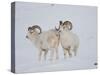 Dall Sheep Rams, Arctic National Wildlife Refuge, Alaska, USA-Hugh Rose-Stretched Canvas