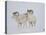 Dall Sheep Rams, Arctic National Wildlife Refuge, Alaska, USA-Hugh Rose-Stretched Canvas