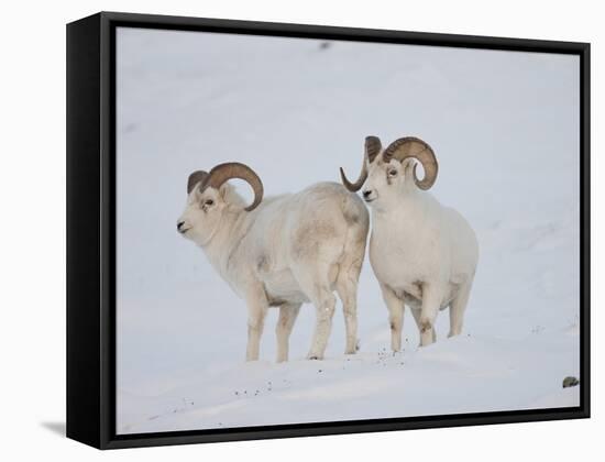 Dall Sheep Rams, Arctic National Wildlife Refuge, Alaska, USA-Hugh Rose-Framed Stretched Canvas