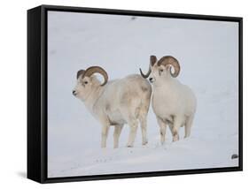 Dall Sheep Rams, Arctic National Wildlife Refuge, Alaska, USA-Hugh Rose-Framed Stretched Canvas