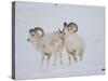 Dall Sheep Rams, Arctic National Wildlife Refuge, Alaska, USA-Hugh Rose-Stretched Canvas