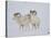 Dall Sheep Rams, Arctic National Wildlife Refuge, Alaska, USA-Hugh Rose-Stretched Canvas