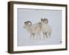 Dall Sheep Rams, Arctic National Wildlife Refuge, Alaska, USA-Hugh Rose-Framed Premium Photographic Print