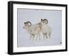 Dall Sheep Rams, Arctic National Wildlife Refuge, Alaska, USA-Hugh Rose-Framed Premium Photographic Print