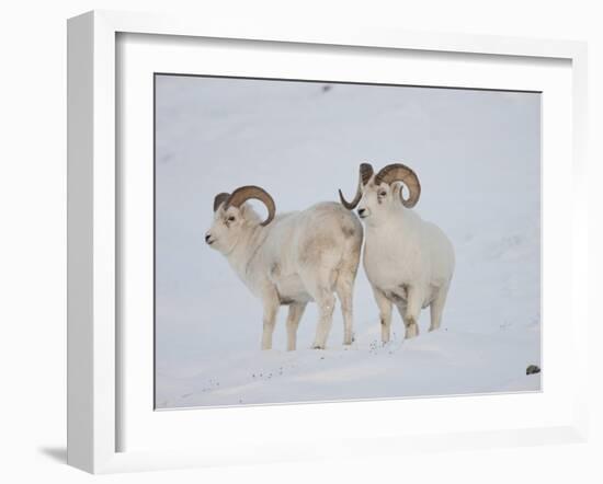 Dall Sheep Rams, Arctic National Wildlife Refuge, Alaska, USA-Hugh Rose-Framed Premium Photographic Print