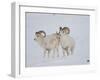 Dall Sheep Rams, Arctic National Wildlife Refuge, Alaska, USA-Hugh Rose-Framed Premium Photographic Print