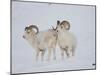 Dall Sheep Rams, Arctic National Wildlife Refuge, Alaska, USA-Hugh Rose-Mounted Premium Photographic Print