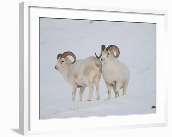 Dall Sheep Rams, Arctic National Wildlife Refuge, Alaska, USA-Hugh Rose-Framed Photographic Print