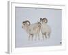 Dall Sheep Rams, Arctic National Wildlife Refuge, Alaska, USA-Hugh Rose-Framed Photographic Print