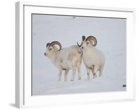 Dall Sheep Rams, Arctic National Wildlife Refuge, Alaska, USA-Hugh Rose-Framed Photographic Print