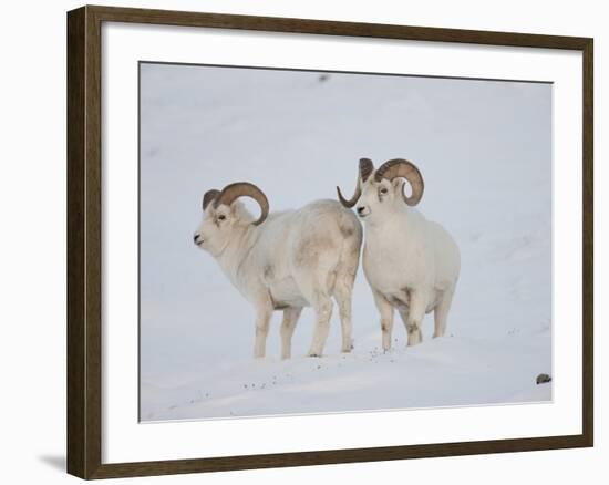 Dall Sheep Rams, Arctic National Wildlife Refuge, Alaska, USA-Hugh Rose-Framed Photographic Print