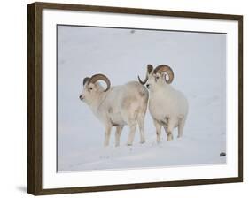 Dall Sheep Rams, Arctic National Wildlife Refuge, Alaska, USA-Hugh Rose-Framed Photographic Print