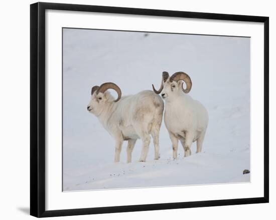 Dall Sheep Rams, Arctic National Wildlife Refuge, Alaska, USA-Hugh Rose-Framed Photographic Print