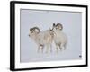 Dall Sheep Rams, Arctic National Wildlife Refuge, Alaska, USA-Hugh Rose-Framed Photographic Print