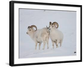 Dall Sheep Rams, Arctic National Wildlife Refuge, Alaska, USA-Hugh Rose-Framed Photographic Print