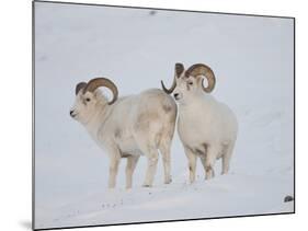 Dall Sheep Rams, Arctic National Wildlife Refuge, Alaska, USA-Hugh Rose-Mounted Photographic Print