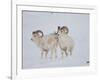 Dall Sheep Rams, Arctic National Wildlife Refuge, Alaska, USA-Hugh Rose-Framed Photographic Print