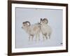 Dall Sheep Rams, Arctic National Wildlife Refuge, Alaska, USA-Hugh Rose-Framed Photographic Print